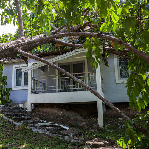 A Roof With a Tree on It.